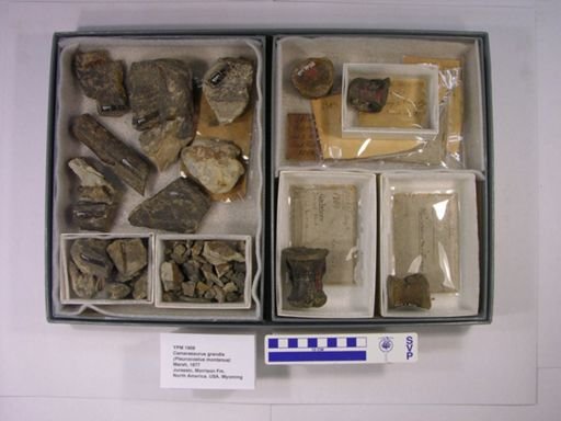 Pleurocoelus montanus