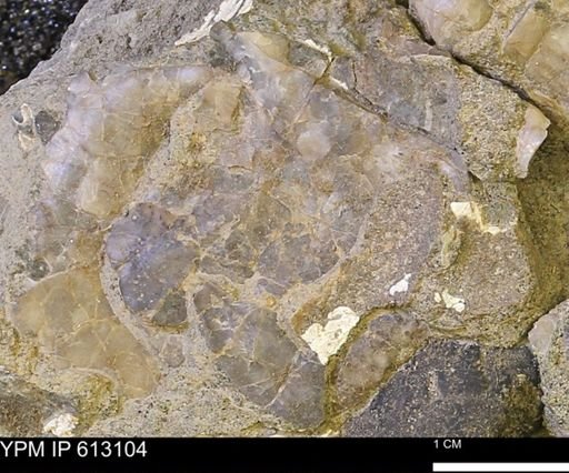 undet. Mollusca
