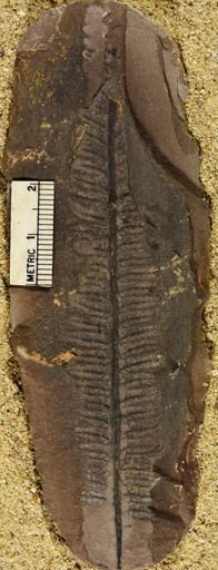 Pecopteris
