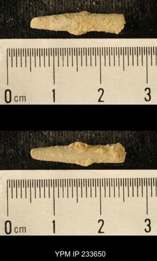 Archaeocidaris sp.