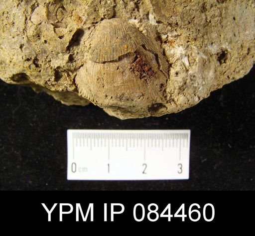 Rhipidomella hybrida