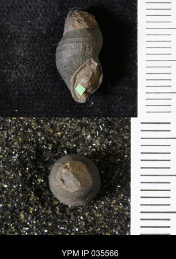 Goniobasis ortmanni