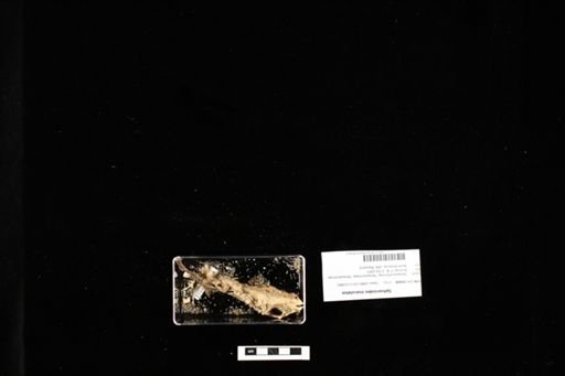 Sphoeroides maculatus
