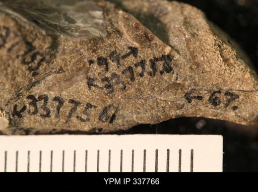 undet. Bivalvia