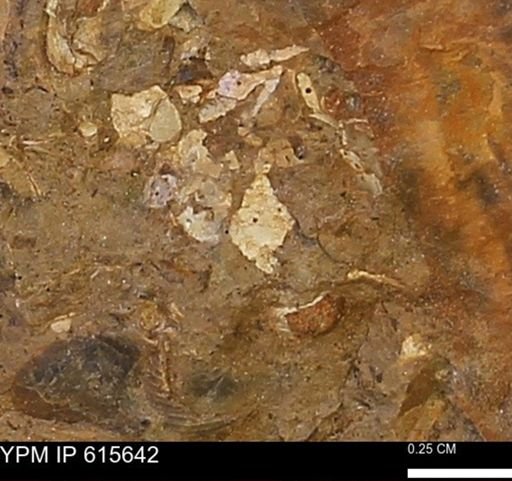 undet. Mollusca