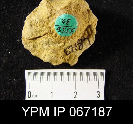 Atrypa hystrix occidentalis