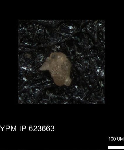 undet. Foraminiferida