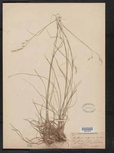 Danthonia compressa