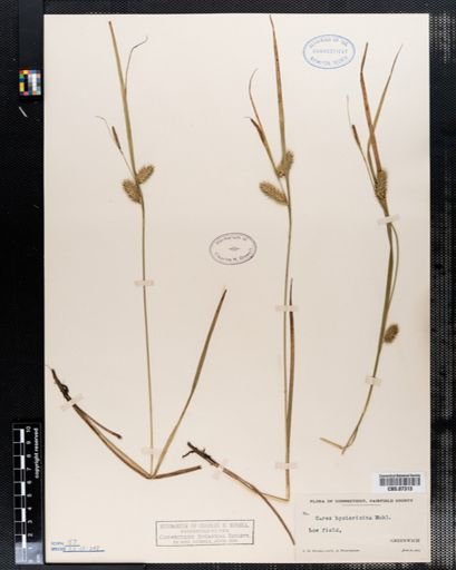 Carex hystericina