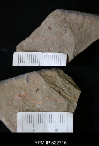 undet. Cornuta