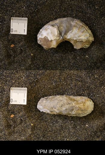 Discoscaphites gulosus