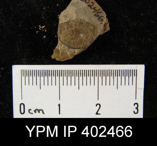 Finkelnburgia sp.