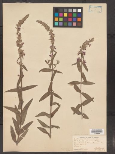 Lythrum salicaria