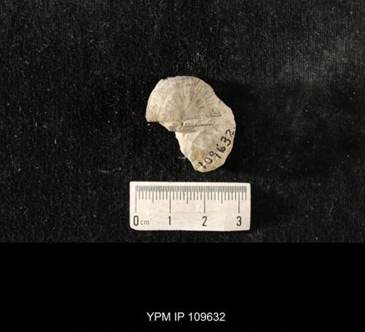 Strophomena radiireticulata