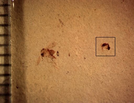 undet. Diptera