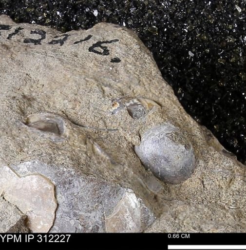 Protocardia subquadrata