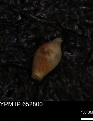 undet. Foraminiferida