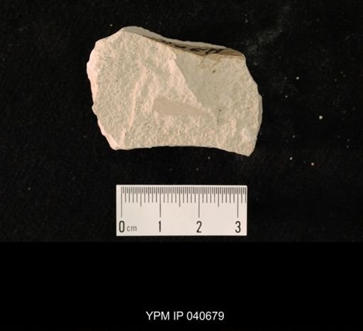 undet. Hexapoda