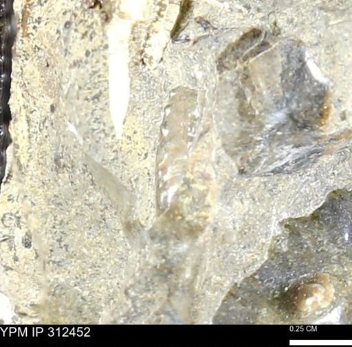 undet. Ammonoidea