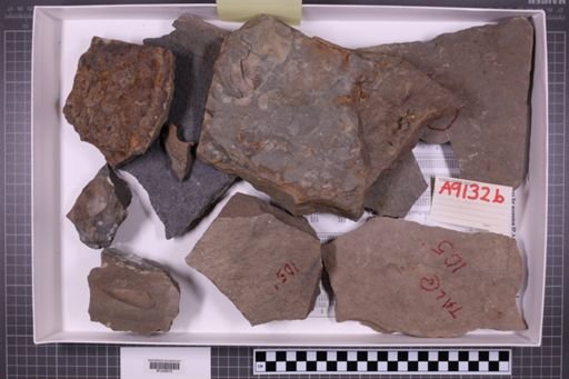 mixed taxa, stratigraphic collection