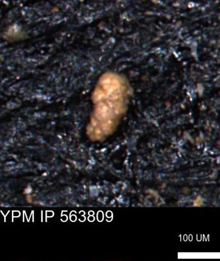 Verneuilinoides kansasensis