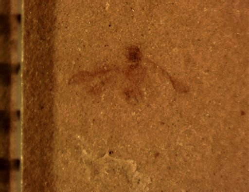 Hymenoptera?