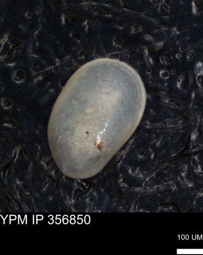 undet. Ostracoda