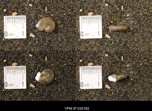 Discoscaphites rossi