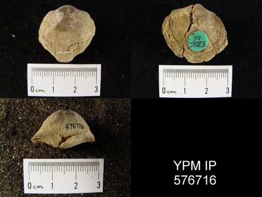 Atrypa sp.