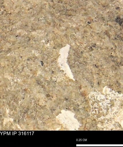 undet. Mollusca
