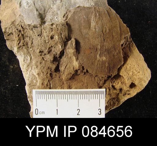 Brachyprion anticostiense