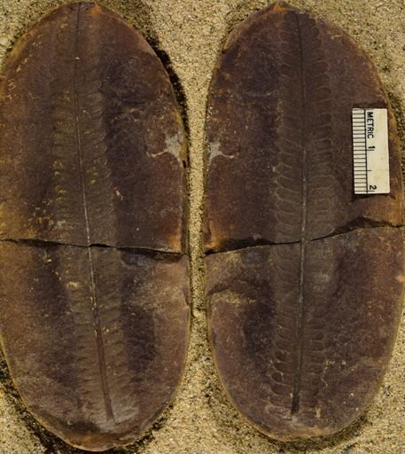 Pecopteris sp.