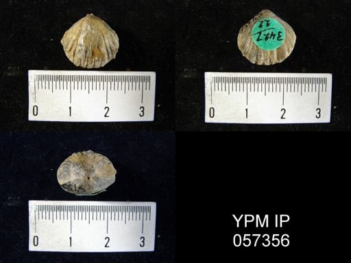 Uncinulus sp.