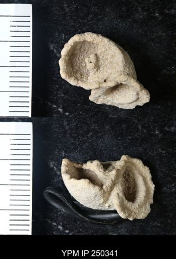 undet. Gastropoda