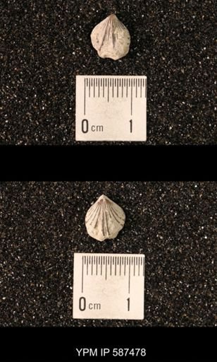 Camarotoechia whitei