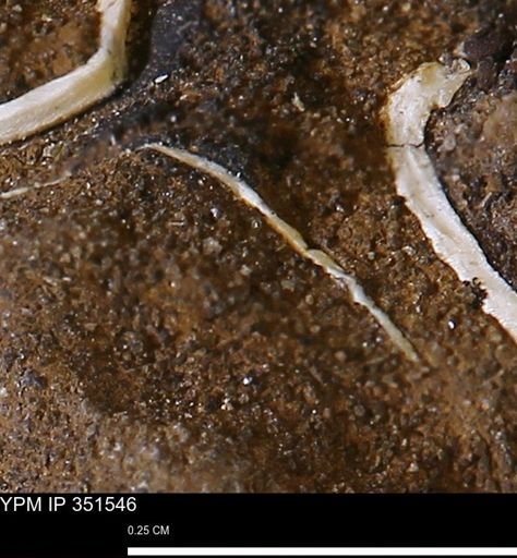 undet. Bivalvia