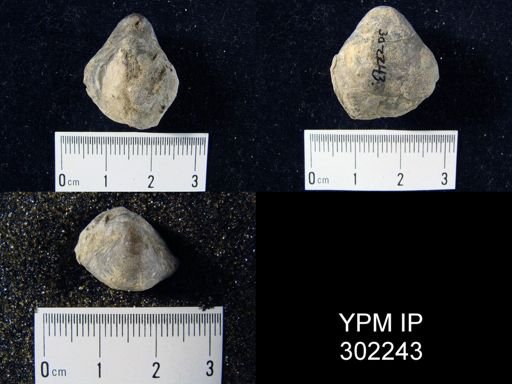 Meristella sp.