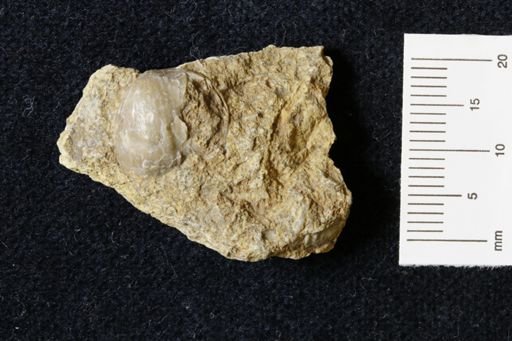 Marginifera wabashensis