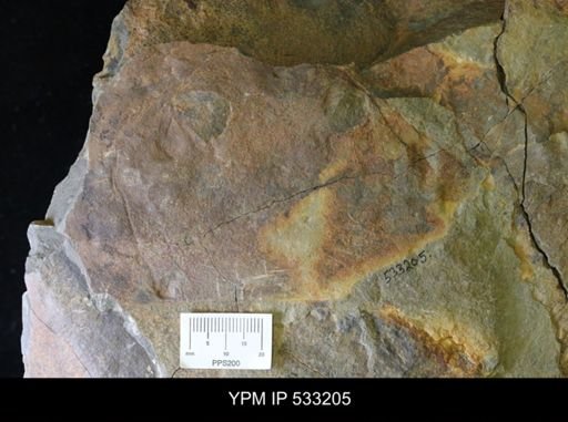 undet. Arthropoda