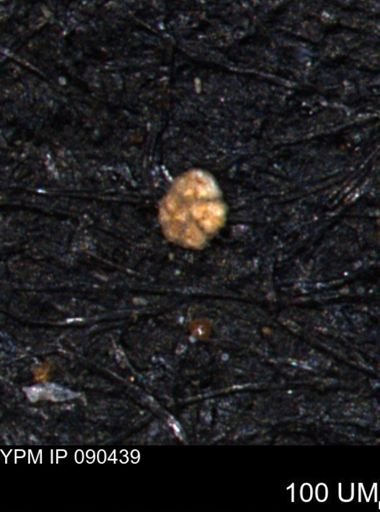 Trochammina gatesensis