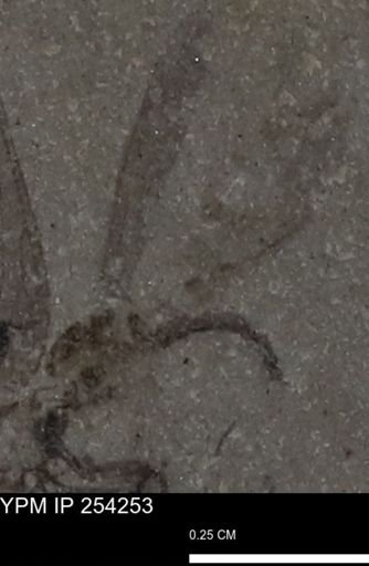 Diptera