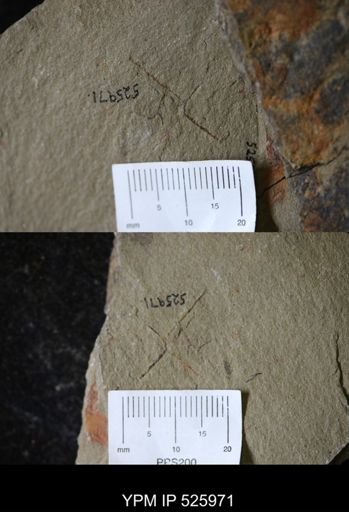 Graptolithina