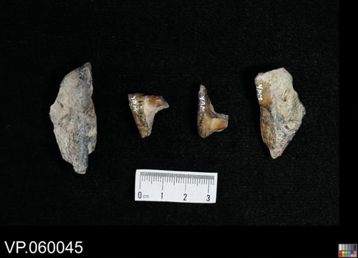 Enchodus sp.