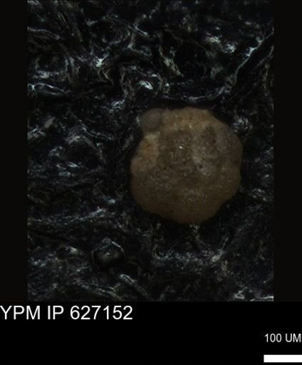 undet. Foraminiferida