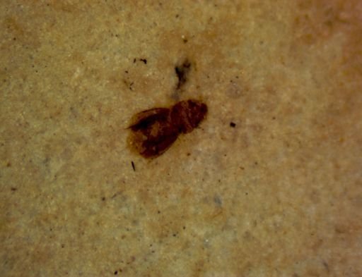 Coleoptera?