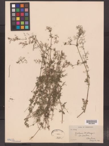 Galium mollugo