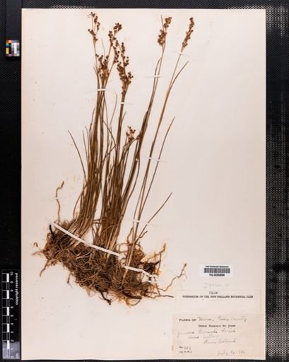 Juncus gerardii