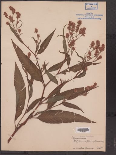 Polygonum pensylvanicum