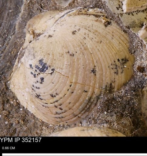 Limopsis striatopunctatus