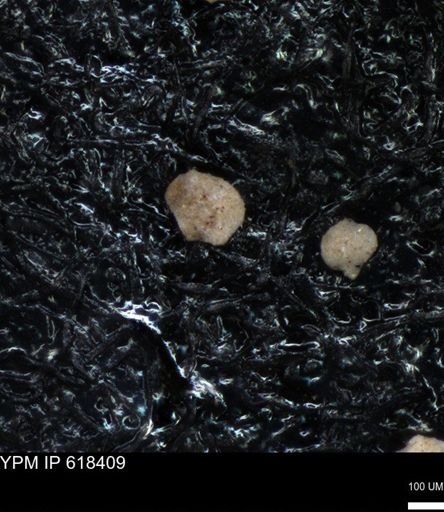 undet. Foraminiferida